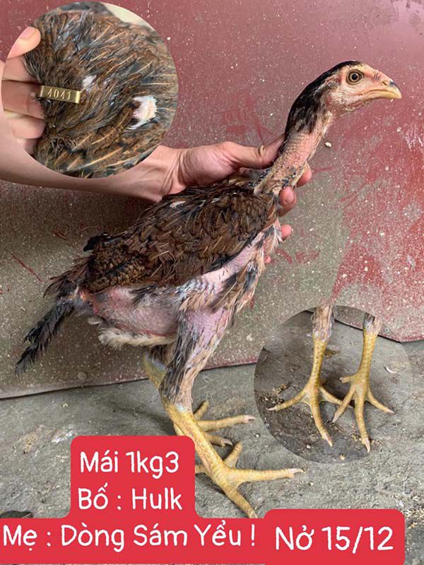 Chọn gà chọi con theo bố mẹ