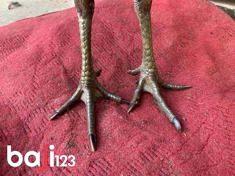 Chọn gà chọi con theo chân vảy