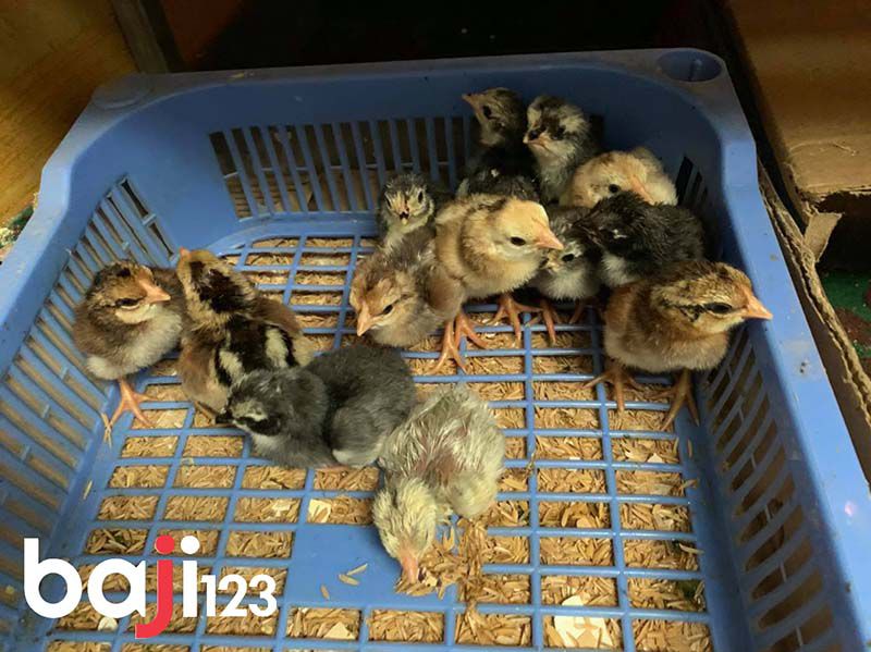 Cách chọn gà chọi con không phải ai cũng biết