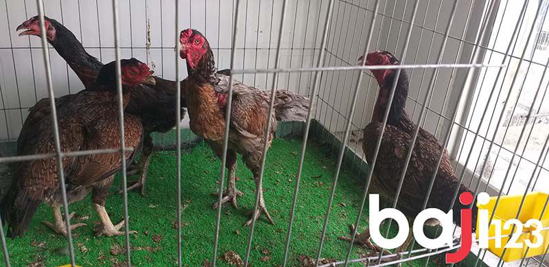 Cách Ghép Gà Mái Không Đánh Nhau như thế nào?