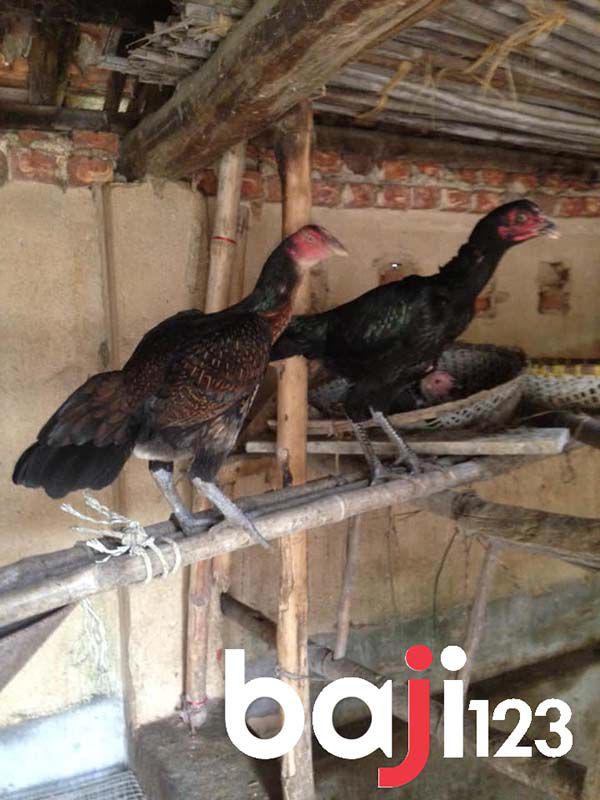 Cách Ghép Gà Mái Không Đánh Nhau như thế nào?