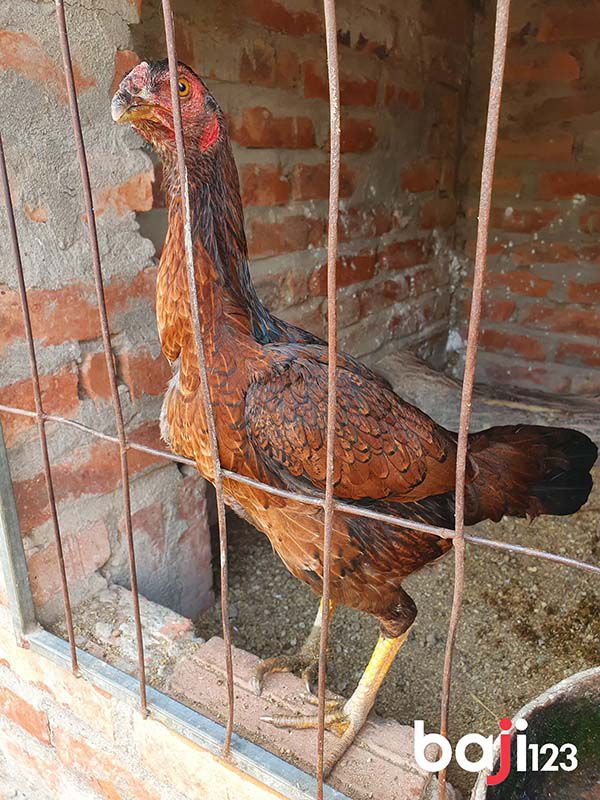 Cách Ghép Gà Mái Không Đánh Nhau như thế nào?