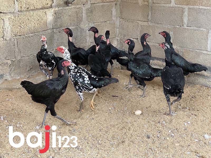 Cách chọn gà mái chọi hay không phải ai cũng nắm được