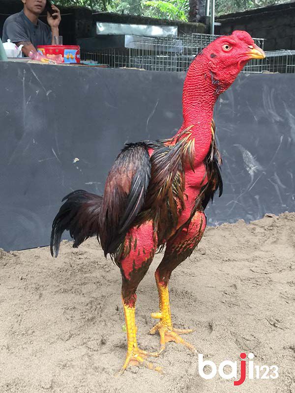 Vần gà xong da gà vừa đỏ vừa dày vừa đẹp