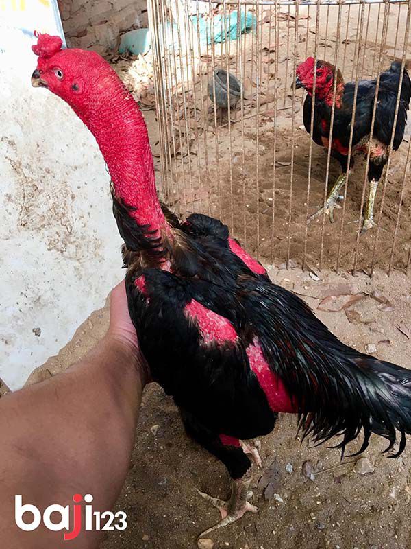 Cách làm da gà chọi đỏ dày đẹp đơn giản