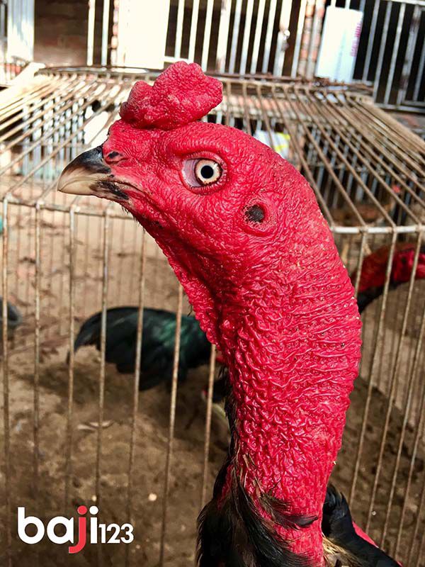 Da gà chọi đỏ đẹp dày nhìn ưng mắt