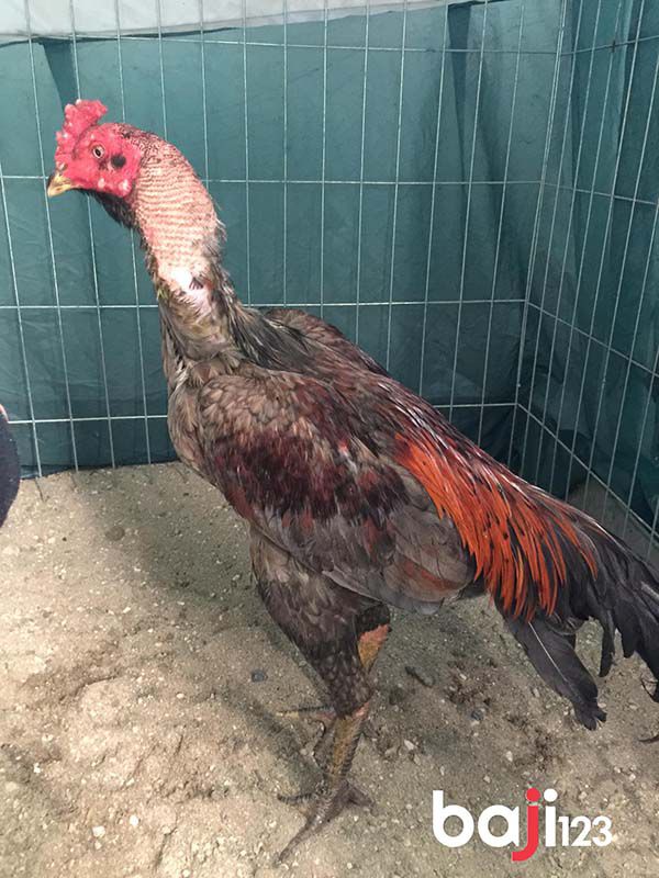 cách làm cho da gà chọi dày hơn đỏ hơn