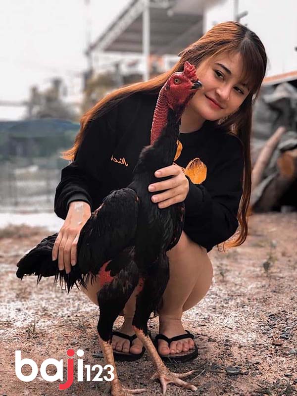 Cách làm cho gà chọi không sợ người như thế nào?