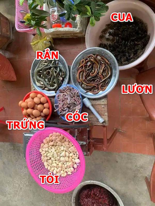 Thức ăn đa dạng cho gà và chiến kê