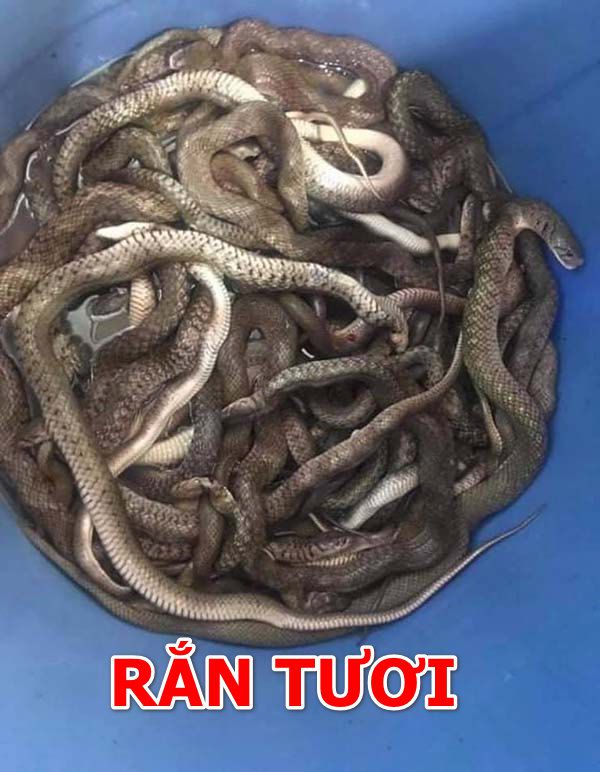 Cách làm mồi rắn cho gà dạng tươi