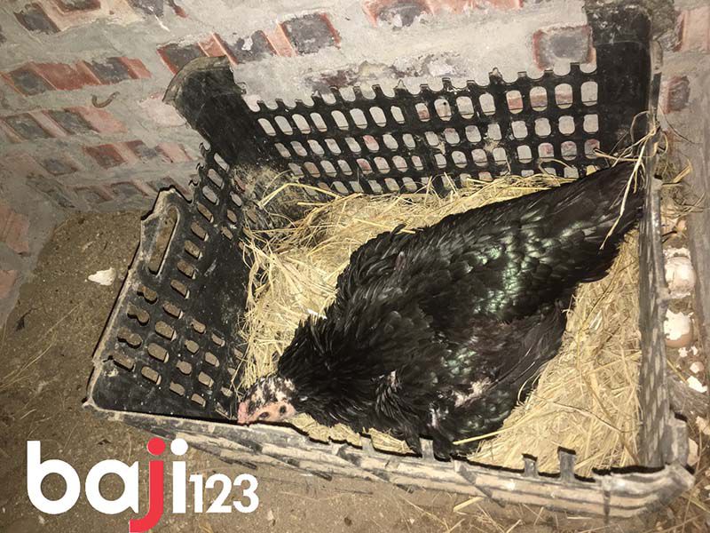 Cách nhận biết gà mái chọi hay như thế nào?