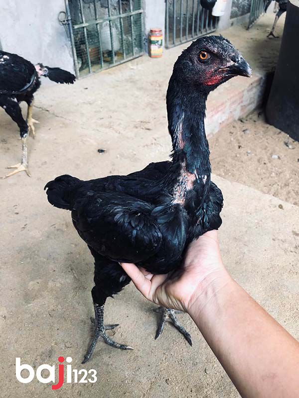 Cách nhận biết gà mái chọi hay như thế nào?