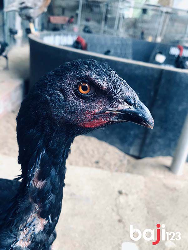 Cách nhận biết gà mái chọi hay như thế nào?