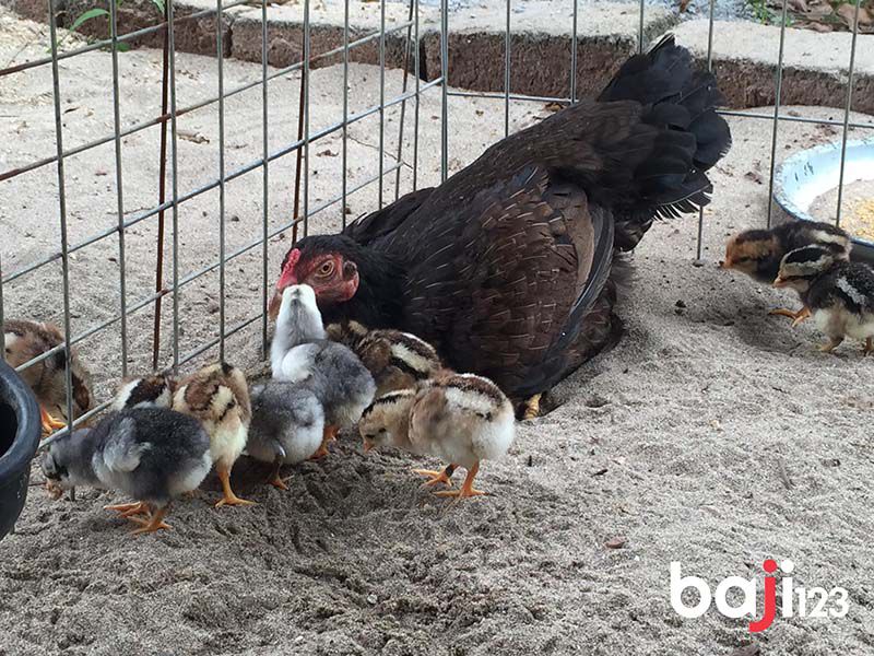 Nếu nuôi gà chọi con mới nở nên có thêm gà mẹ