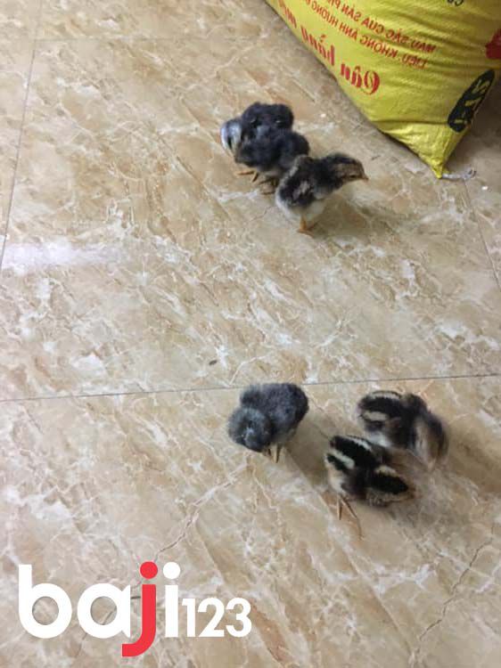 Vì sao chọn nuôi gà chọi con mới nở?