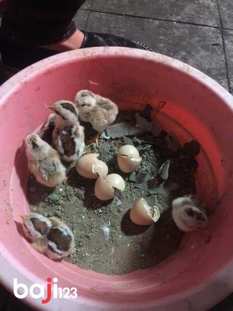 Không có cách nhận biết trứng gà chọi chuẩn xác