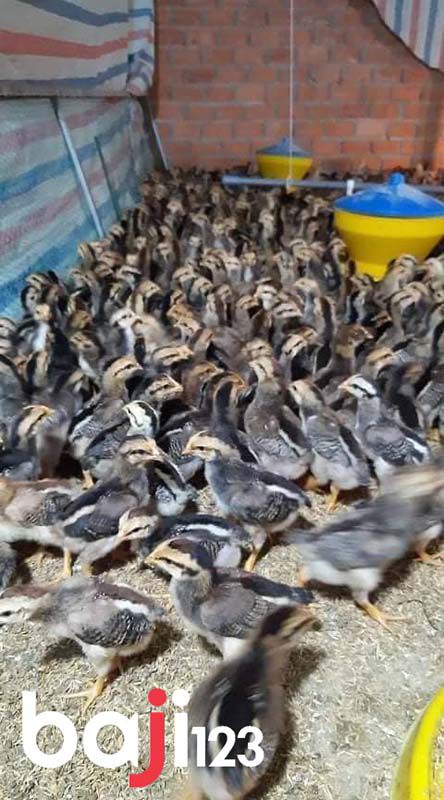 Cách chọn gà chọi con mới nở như thế nào?