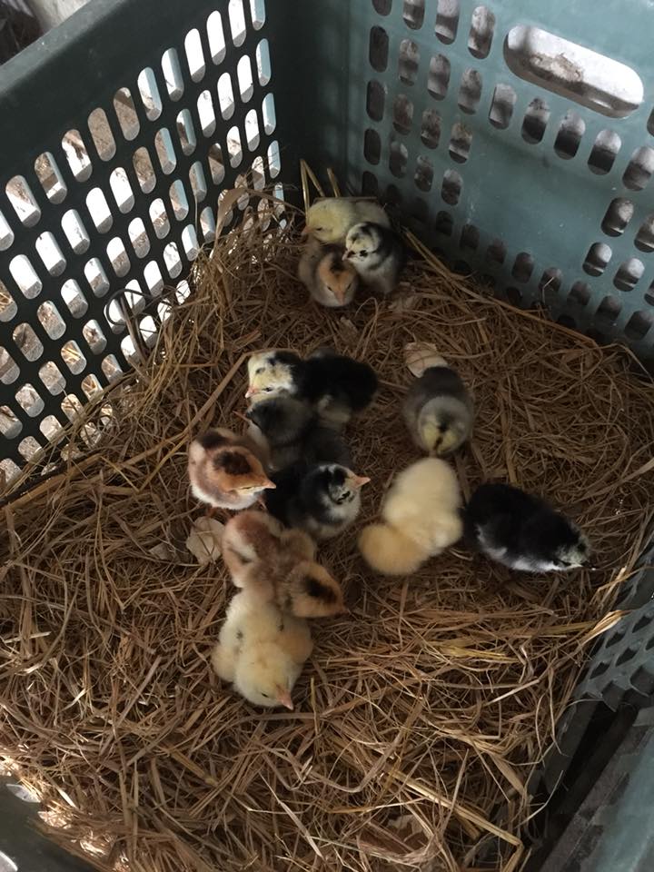 Giá gà chọi con mới nở như thế nào?