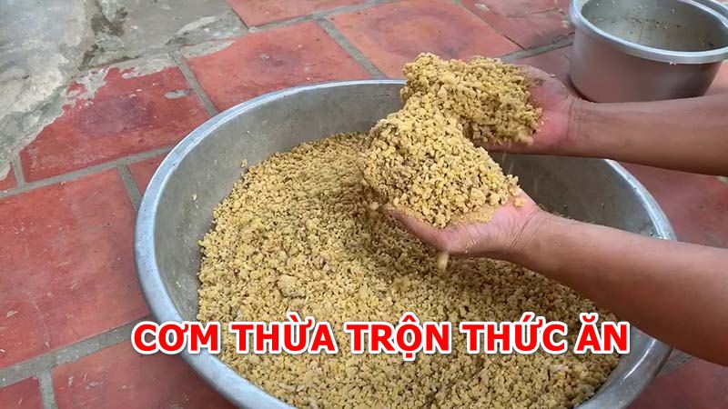 Cơm thừa trộn thêm thức ăn cho gà