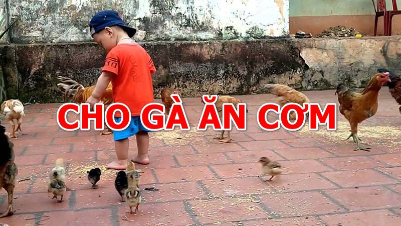 Liệu có nên cho gà ăn cơm thừa không?