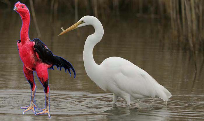 Hình ảnh minh họa gà chọi cổ cò