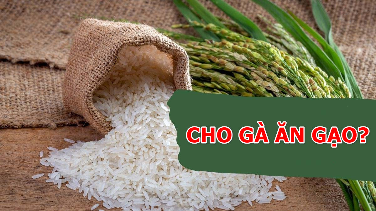 Phân Vân Có Nên Cho Gà Ăn Gạo Hay Không?