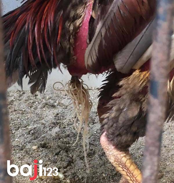 Tẩy giun cho gà để gà ăn nhiều nhanh béo