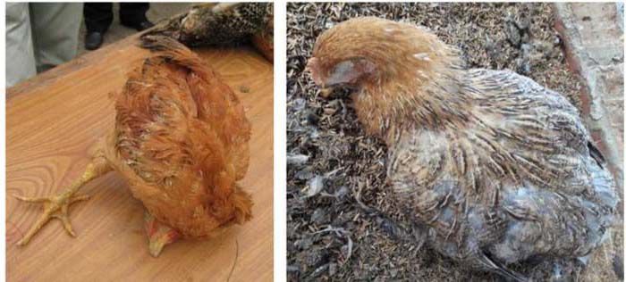 Gà bỏ ăn do dịch tả