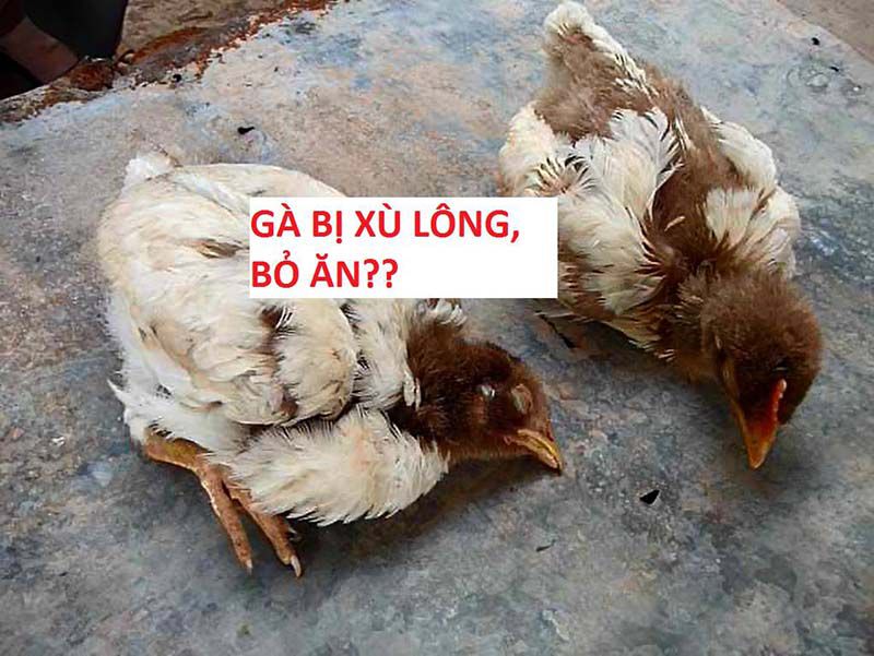 Nguyên nhân gà bỏ ăn là gì?