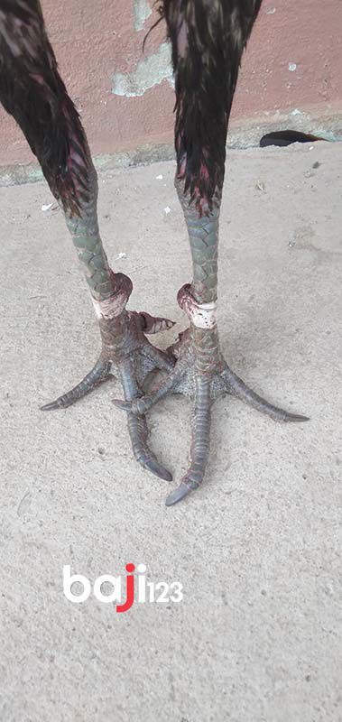 Con gà này sở hữu chân chì nhưng lực đá vẫn rất mạnh