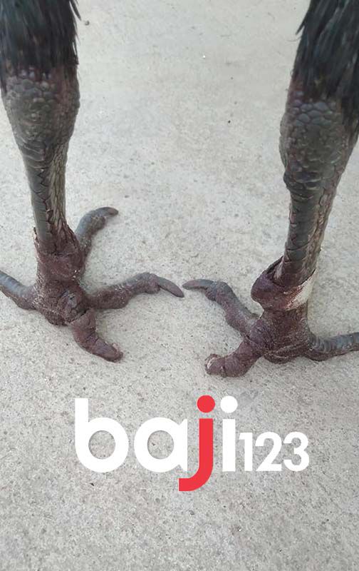 Quấn cựa gà khi cựa quá dài. Dài quá là phải cắt cựa