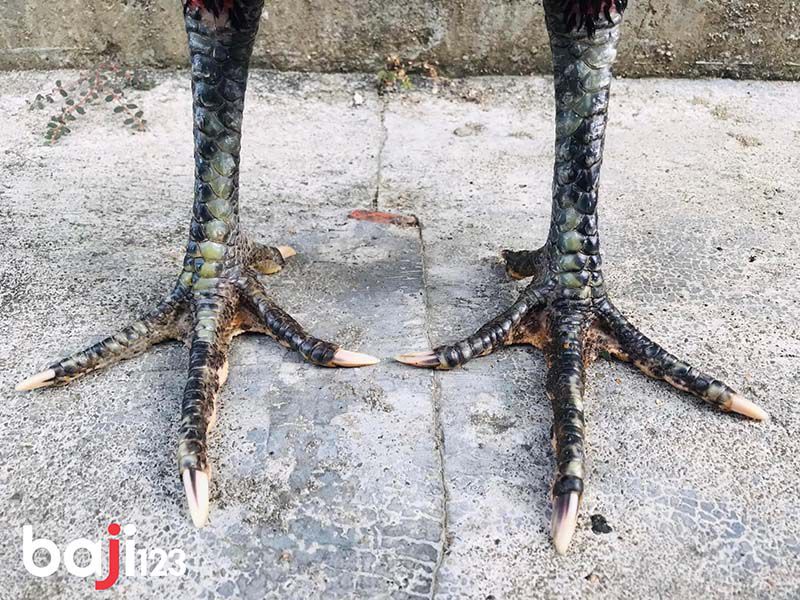 Gà chân chì chơi được không?