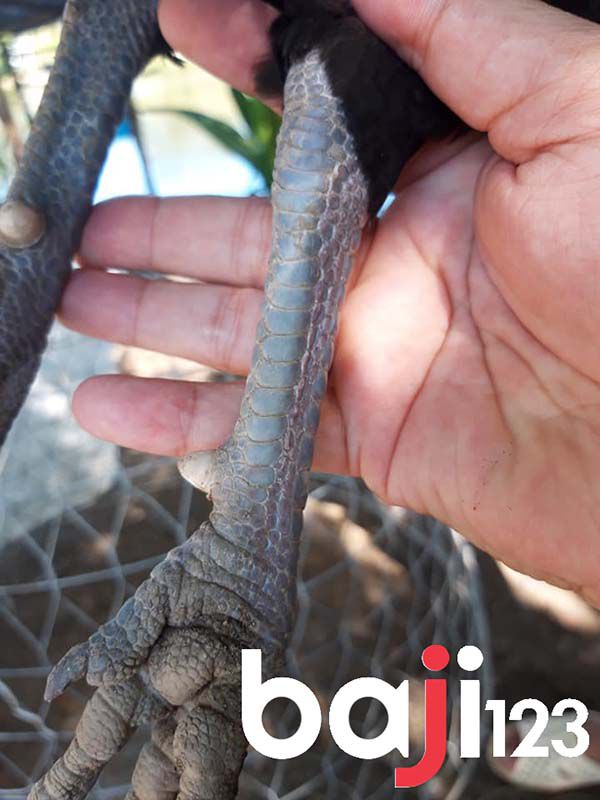 Cựa ngắn thì không cần phải cắt cựa