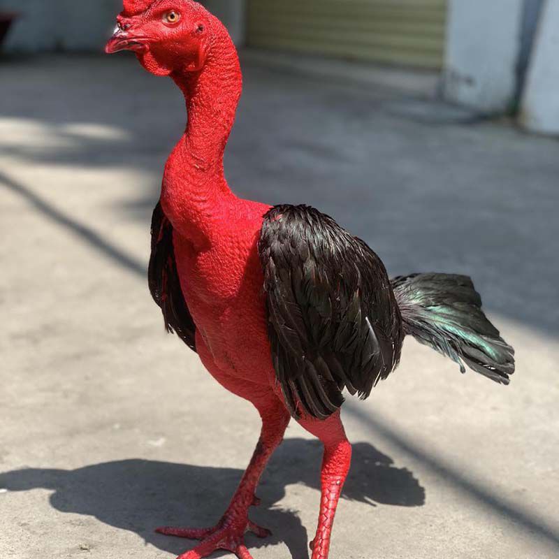 Hình ảnh minh họa gà chọi cổ cò