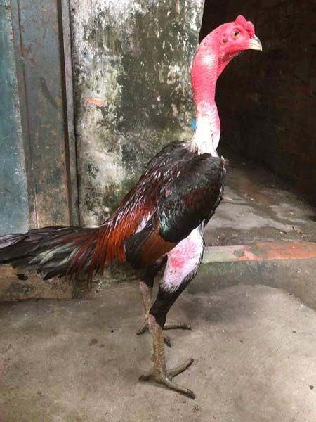 Hình ảnh minh họa gà chọi cổ cò