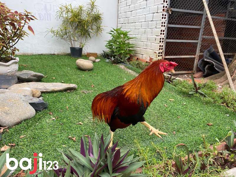 Gà không phao câu nhìn khá chán