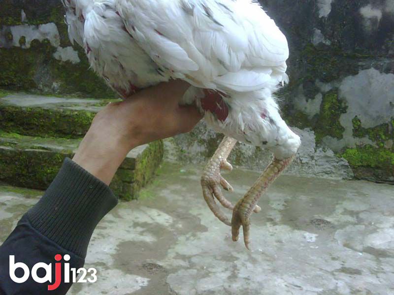 Chiến kê không có phao câu