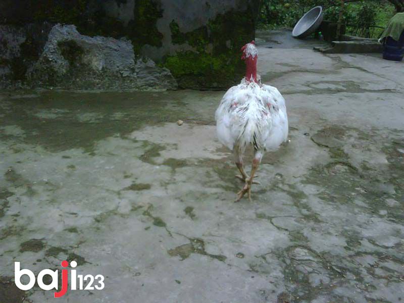 Gà chọi không phao câu nhìn khá là sida