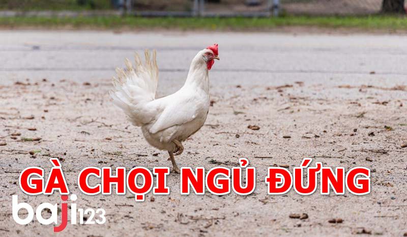 Gà chọi ngủ đứng có bất thường?