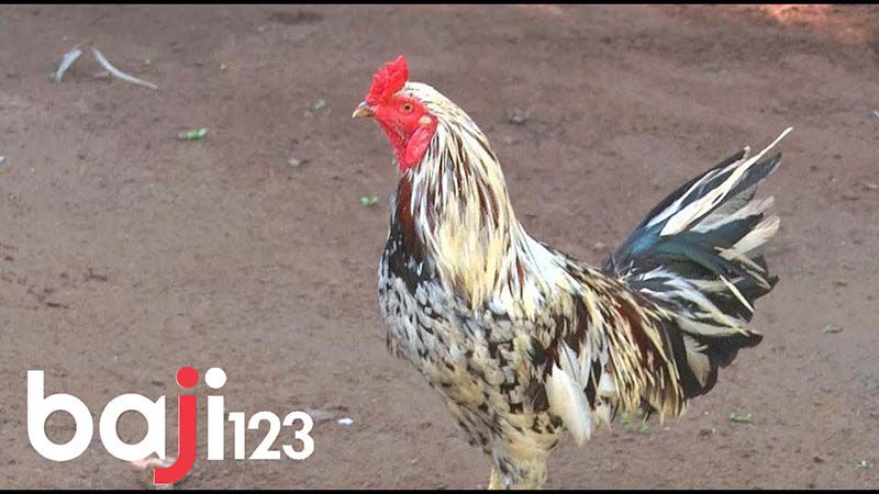 Gà ngũ sắc chân trắng