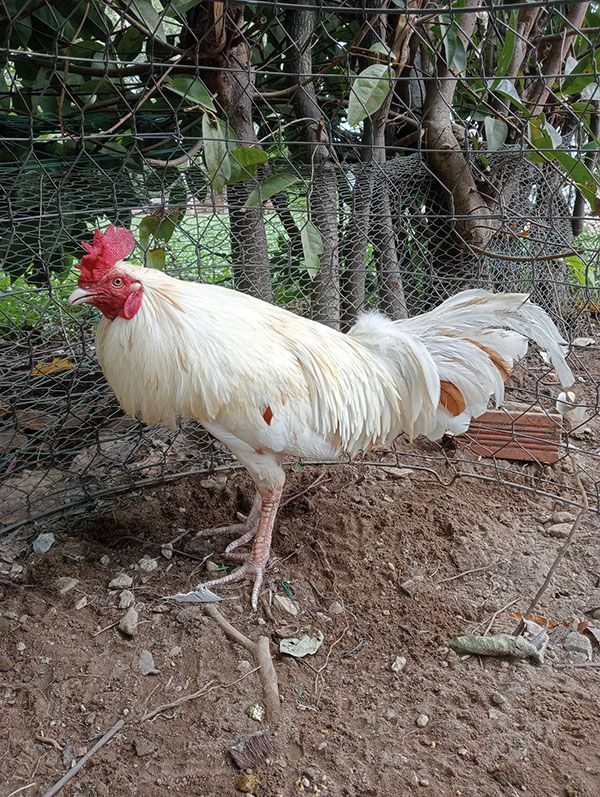 Gà mệnh Kim có lông màu trắng