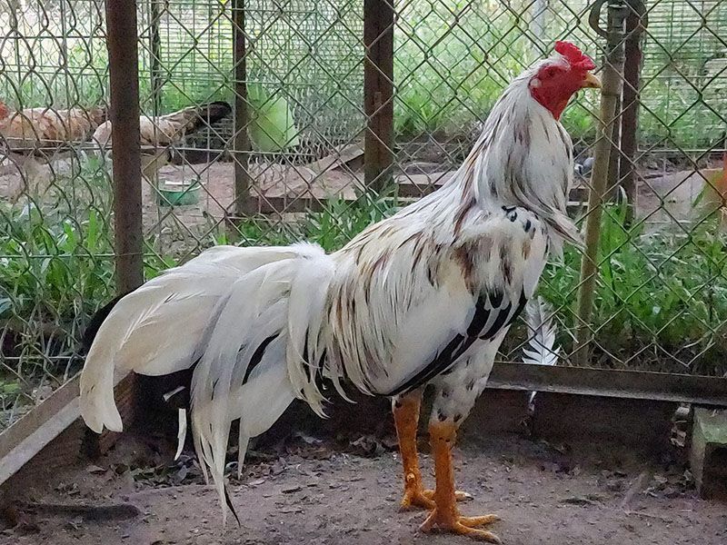 Gà bướm màu trắng