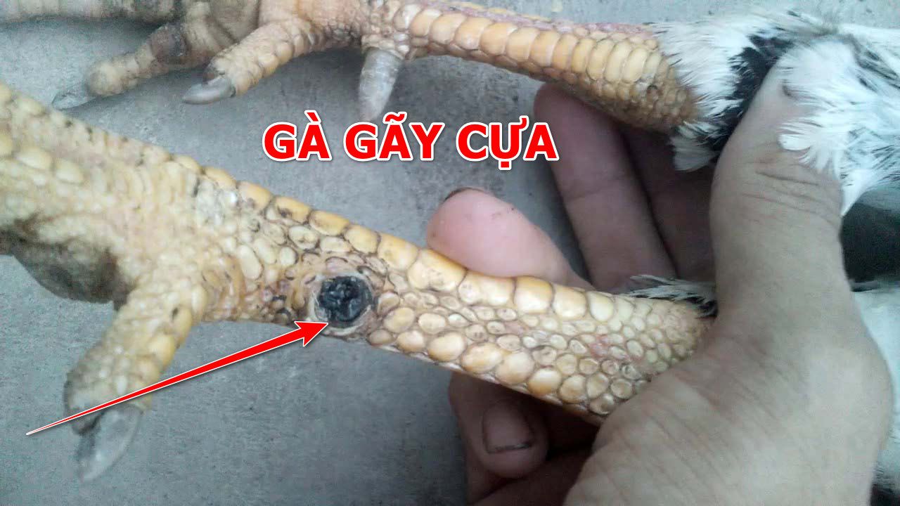 Gà đá có thể bị gãy cựa không?