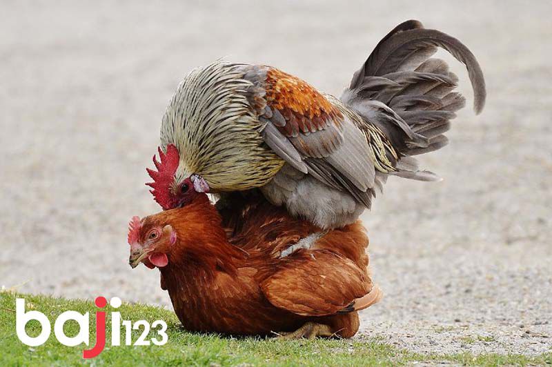 Gà đạp mái cản mái quá nhiều khiến ăn nhiều nhưng vẫn gầy