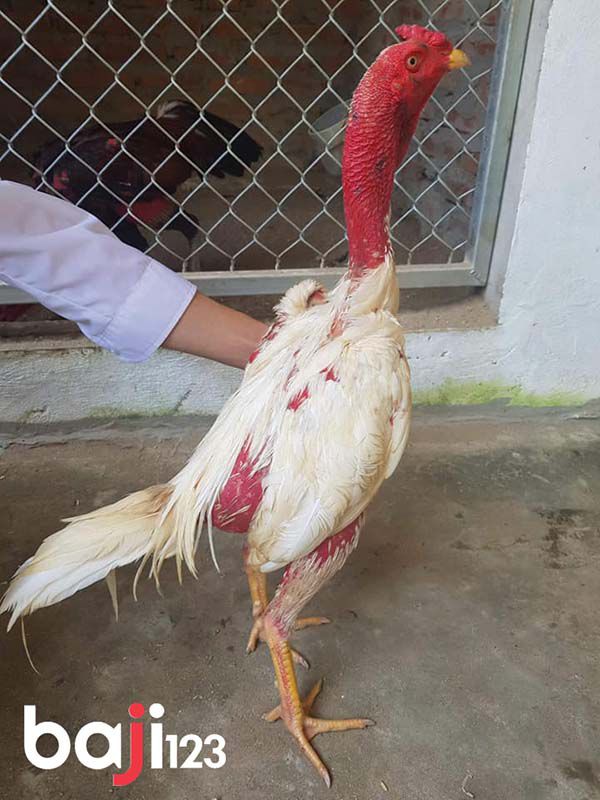 Gà đòn màu lông trắng toát