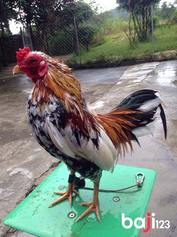 Gà tre bông ngũ sắc