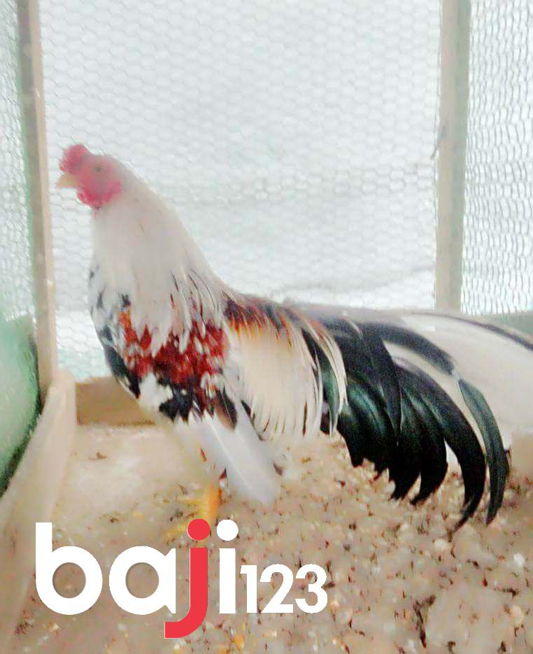 Gà tre bông ngũ sắc