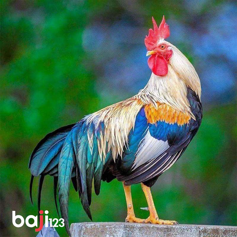 Gà ngũ sắc thần kê