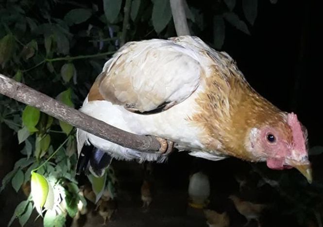 Gà ngủ trên cây theo bản năng tránh động vật ăn thịt dưới mặt đất