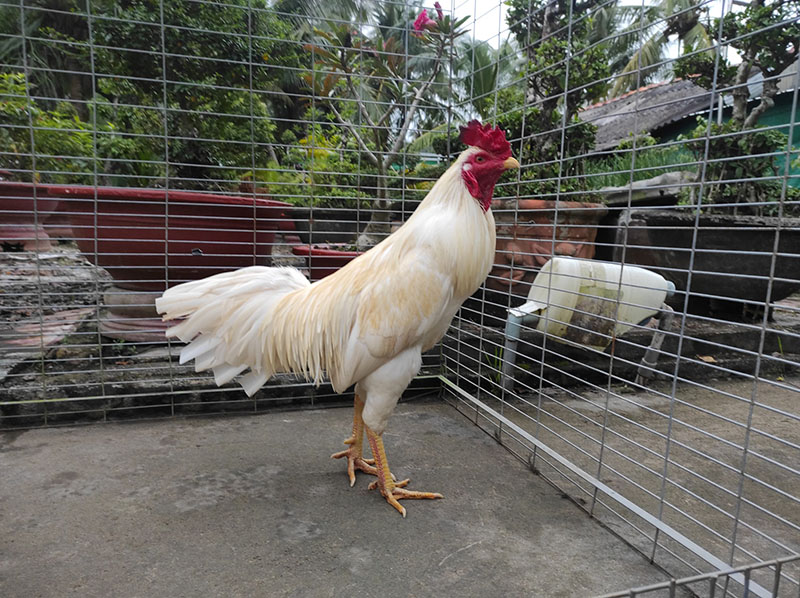 Bạch Nhạn Công Tử Gà Đá Màu Trắng